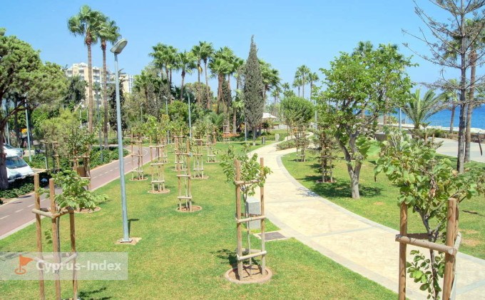 Высажены молодые деревья и пальмы. Набережная Лимассола Кипр