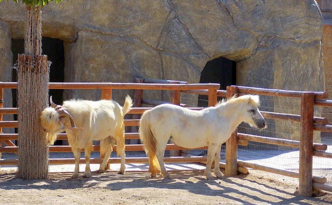 Открытые загоны с пони для детей в зоопарке , Лимассол, Кипр