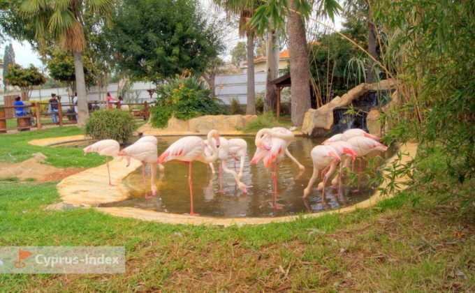 Пруд фламинго, Зоопарк в Лимассоле, Кипр