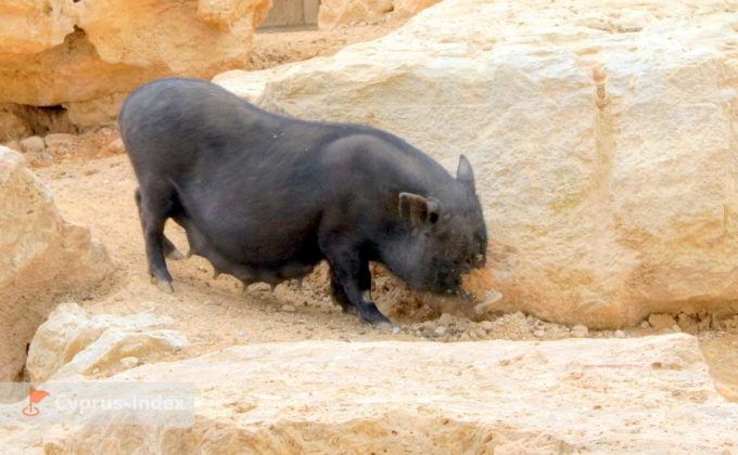 Вьетнамский свинка, Зоопарк в Лимассоле, Кипр