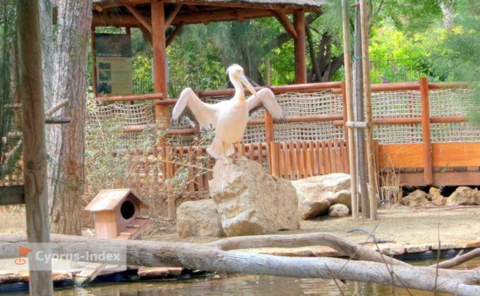 Пеликан на входе в зоопарк в Лимассоле, Кипр