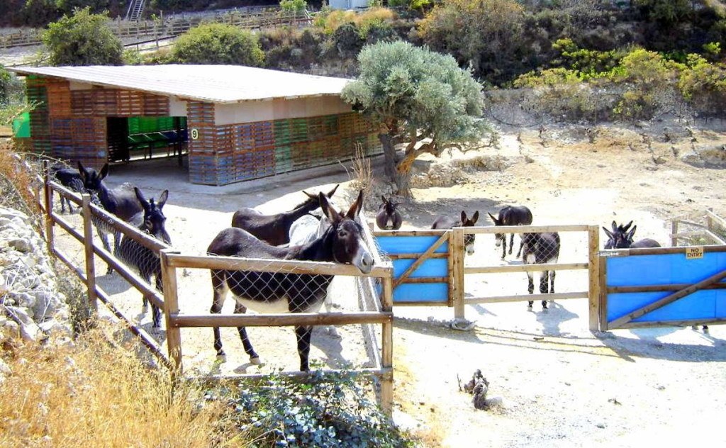 Ферма с осликами в парке "Друзья кипрских осликов", Лимассол, Кипр