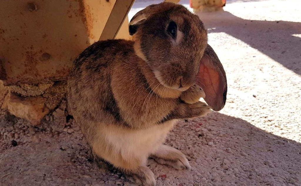Кролик на мини-ферме зоопарка, Зоопарк в Пафосе, Кипр