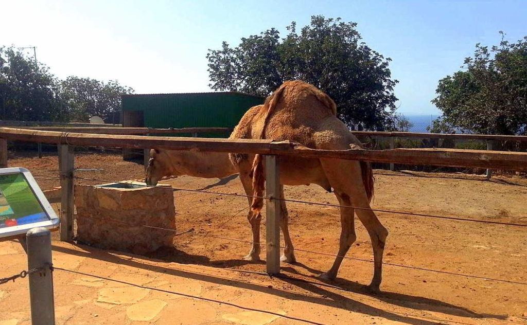 Арабский одногорбый верблюд, Зоопарк в Пафосе, Кипр
