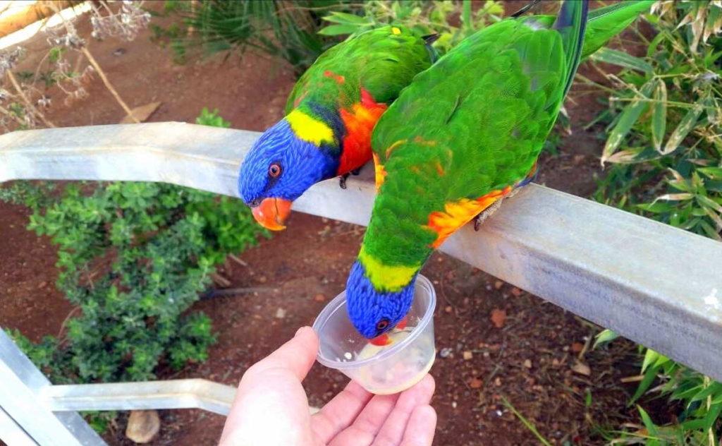 Кормежка попугаев - Зоопарк в Пафосе, Кипр
