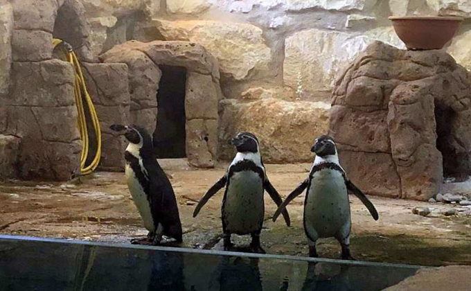 Пингвины, Зоопарк в Пафосе, Кипр