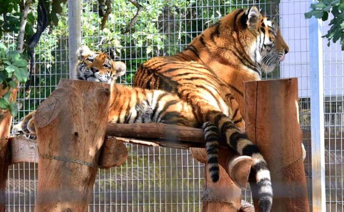 Тигрица с детенышем, Зоопарк в Пафосе, Кипр
