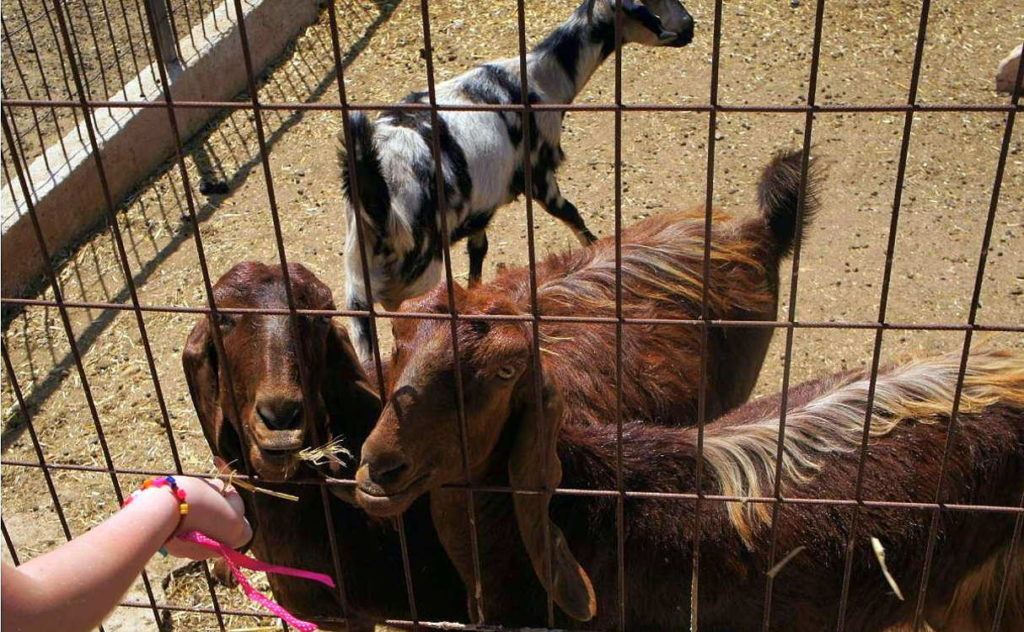 Мини-ферма с козлятками, Зоопарк Пафоса, Кипр