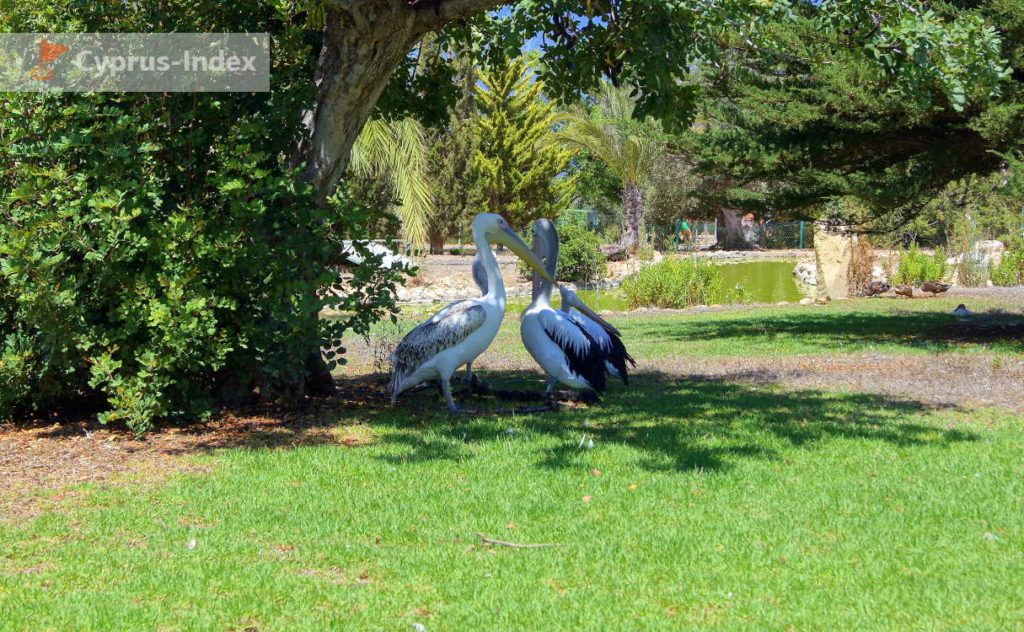 Зеленая территория зоопарка со свободно гуляющими птицами,Зоопарк в Пафосе, Кипр