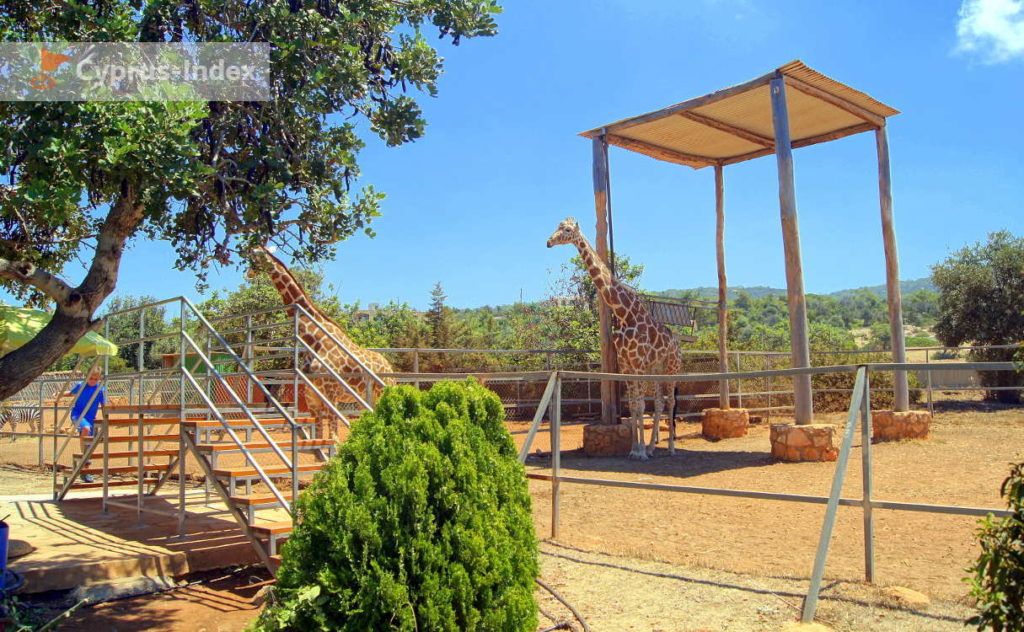 Жирафы и платформа, для кормежки - Зоопарк в Пафосе, Кипр
