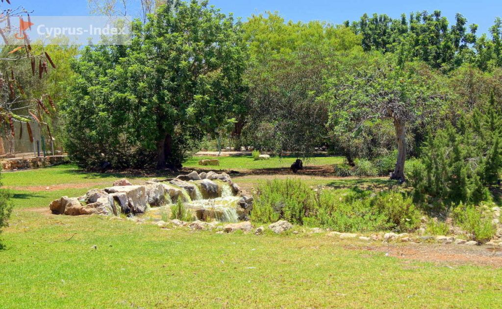 Небольшой пруд в центре зоопарка, Зоопарк в Пафосе, Кипр