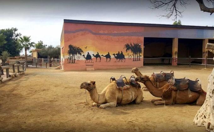 Верблюды в вольере,Парк верблюдов (Camel Park) Ларнака. Кипр
