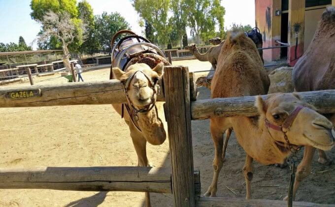 Верблюды радостно встречают людей, Парк верблюдов (Camel Park) Ларнака. Кипр