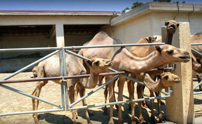Маленькие верблюжата,Парк верблюдов (Camel Park) Ларнака. Кипр