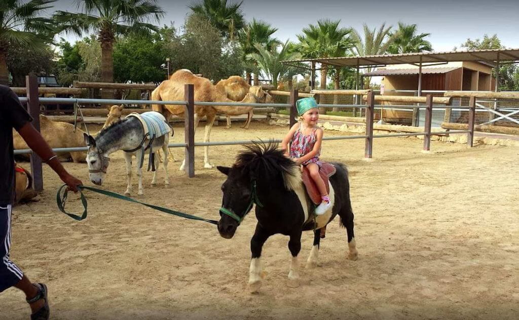 Катание детей на пони, Парк верблюдов (Camel Park) Ларнака, Кипр