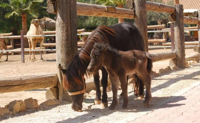 Пони, Camel Park, Cyprus