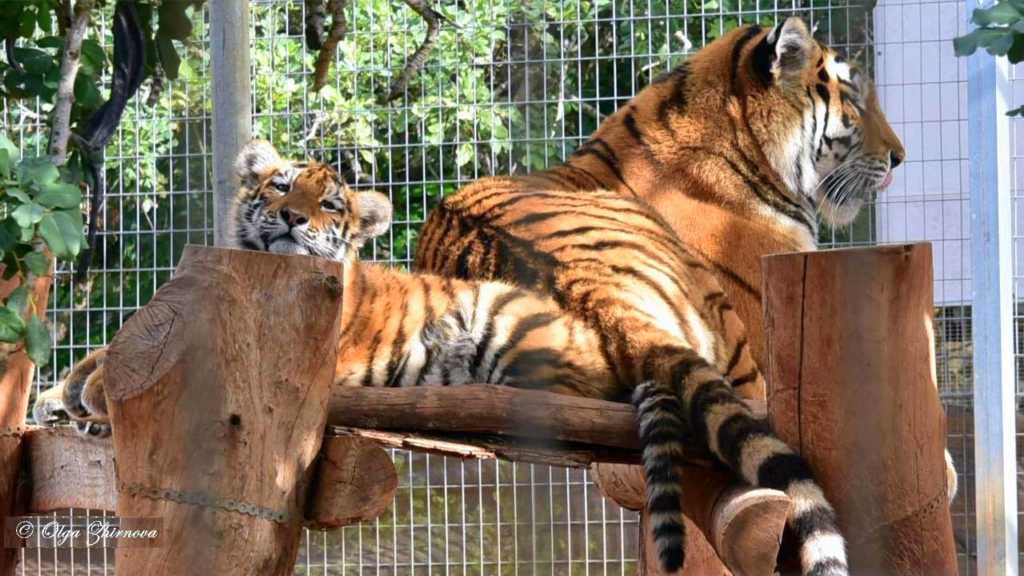 Тигры в Зоопарке Пафоса