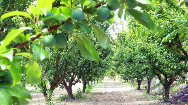 Аллея плодовых деревьев, The Land of Dreams, Лимассол, Кипр