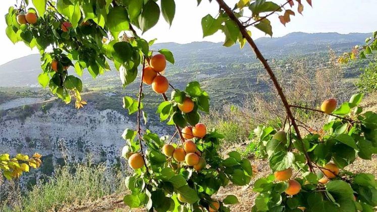 Ветки абрикос на ферме, The Land of Dreams, Лимассол, Кипр